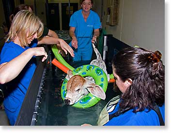Calf in treadmill