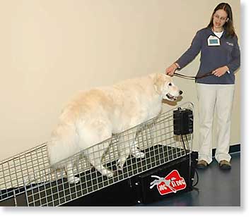 Dog on land treadmill