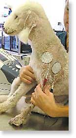 Dog with NMES treatment