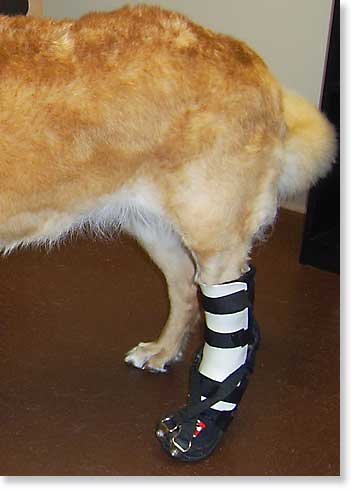 Orthotics and Prosthetics