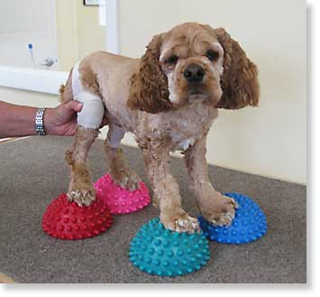 Dog on paw pods