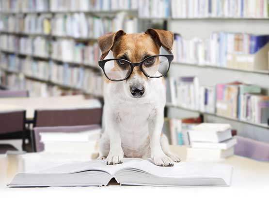 Dog reading in library