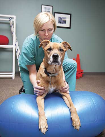 What is veterinary physical rehabilitation? HELPING YOUR DOG FETCH